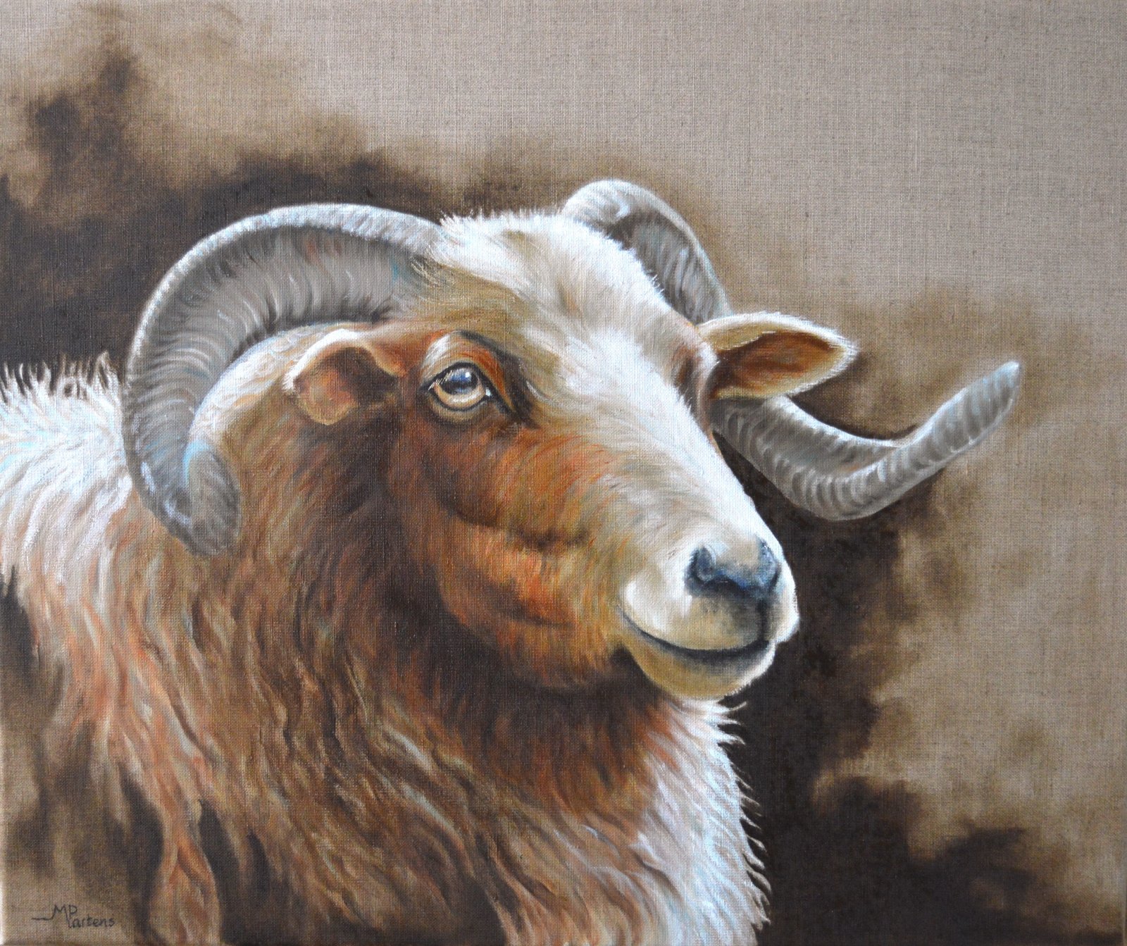 heideschaap